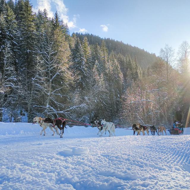 chiens-de-traineau2.jpg