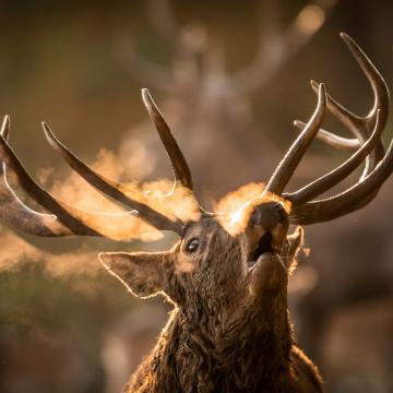 Brame du Cerf dans le Val d'Arly