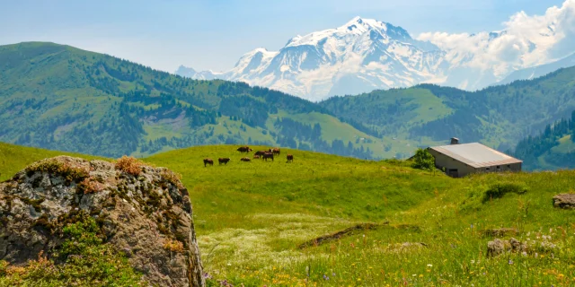 Vaches en alpages dans le Val d'Arly